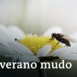 Muerte masiva de insectos | DW Documental