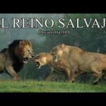 EL REINO SALVAJE: Juegos de guerra | Documental HD | Leones, hienas y leopardos de Africa