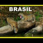 LA TIERRA DEL JAGUAR 🌴🐆🌴 | Naturaleza de Brasil | Capibaras, Caimanes, nutrias gigantes | Documental