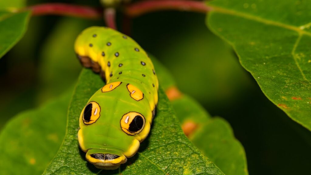 INSECTOS: Animales al natural  🐛 | Documental