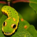 INSECTOS: Animales al natural  🐛 | Documental