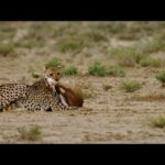 El Kalahari | Los reinos de los depredadores de África | Documental FULL HD | Guepardos, suricatos..