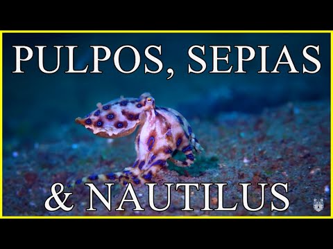 PULPOS 🐙 SEPIAS 🦑 Y NAUTILUS: Animales al natural | Documental HD de cefalópodos