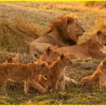 HERMANOS LEONES: De cachorros a reyes 🦁 | Documental de animales de Africa HD