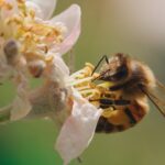 Diario de una abeja 🌺🐝🌺 | Documental HD | ¿Cómo viven las abejas en la colonia?