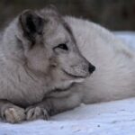 PERROS SALVAJES | Animales al natural | Documental HD
