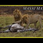 EL LEÓN: El linaje de los DEPREDADORES #2 | Documental FULL HD | Animales de AFRICA (Kenia) 🦁🦓