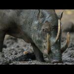 ISLAS EN EL TIEMPO, una odisea de la naturaleza | Episodio 1: Nacidas del fuego | Documental FULL HD