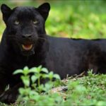 FELINOS SALVAJES: Animales al natural | Puma, pantera, guepardo, gato montés, lince, ocelotes…