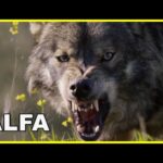 ALFA | Lobos y leones | ¿Cómo cazan, lideran y protegen al grupo? |  Documental HD