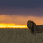 Los cazadores nocturnos de África | Documental HD | Leones, leopardos y hienas.