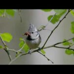 El bosque de los héroes | Documental HD de animales de Alemania (Jabalíes, aves, anfibios…)