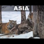 AMUR: EL AMAZONAS DE ASIA (Rusia y China) | (Tigre de Amur, Oso negro asiático, Marta cibelina….)