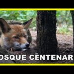 🌳 EL BOSQUE CENTENARIO 🌳 | Naturaleza del mediterráneo (Zorros, buitres, jabalíes…)