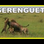 🐆 LOS GUEPARDOS DEL SERENGUETI: 🐆 «5 mejor que uno» | Fauna salvaje de Africa 🐘 | Documental HD