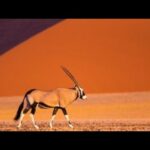 EL ÁRIDO DESIERTO NAMIB: La fuerza de la vida | DOCUMENTAL naturaleza de AFRICA