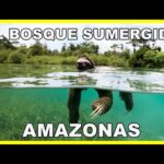 AMAZONAS: El bosque sumergido 💧🌳💧 | Lluvias en la Amazonia 🌧️ | Documental
