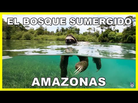 AMAZONAS: El bosque sumergido 💧🌳💧 | Lluvias en la Amazonia 🌧️ | Documental