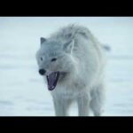 LOBOS BLANCOS: Fantasmas del Ártico | ❄️ Naturaleza salvaje de CANADÁ❄️