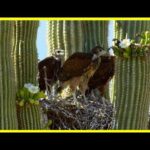 🌵 EL DESIERTO MARINO 🌵 #2 | Tierra de gigantes 🦅🦅 | Desierto de Sonora (Correcaminos, Águila, Búho)