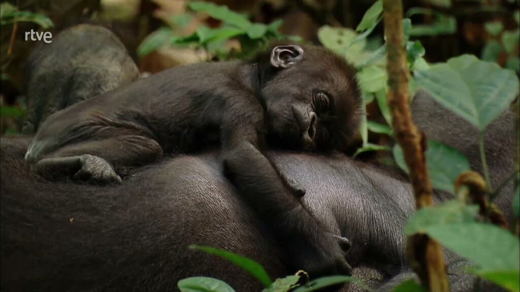 HACER EL MONO 🐒  |  Documental de primates | (Chimpancés, orangutanes, gorilas, macacos…)
