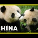 CHINA: ANTIGUO REINO ANIMAL | ▶️ Episodio 2 | Centro, el equilibrio | Panda gigante🐼,monos🐒, faisán🐦