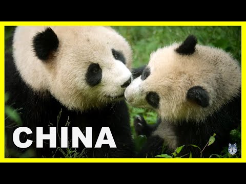 CHINA: ANTIGUO REINO ANIMAL | ▶️ Episodio 2 | Centro, el equilibrio | Panda gigante🐼,monos🐒, faisán🐦