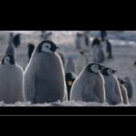 🐧 🐧  EL PINGÜINO EMPERADOR 🐧 🐧 | 🧊  Naturaleza de la Antártida (Polo Sur) 🧊
