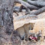 Supervivientes de la naturaleza: Apetitos animales | África, Valle del Luangua | Documental HD