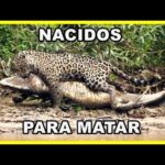 NACIDOS PARA MATAR 🐊🐆 | Documental de animales depredadores HD (Jaguar, caimán, leones, tiburones..)