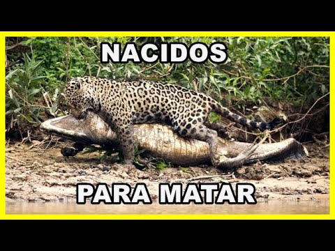 NACIDOS PARA MATAR 🐊🐆 | Documental de animales depredadores HD (Jaguar, caimán, leones, tiburones..)
