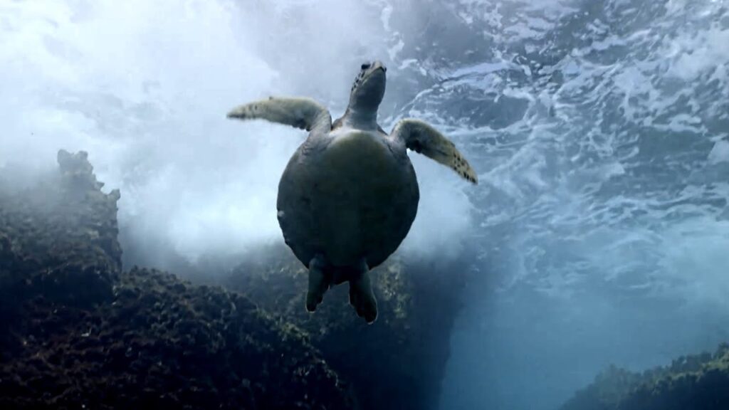 EL MAR ARABIGO #1 | El legado de una tortuga marina | Naturaleza de ASIA ( Península Arábiga)