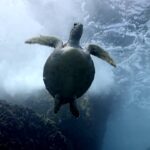 EL MAR ARABIGO #1 | El legado de una tortuga marina | Naturaleza de ASIA ( Península Arábiga)