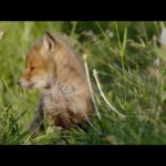 ¿Cómo crían los animales? | Bebés zorro, jabalíes, aves y linces | DOCUMENTAL HD