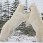 ❄️GRANDES SUPERVIVIENTES❄️ | Osos polares, negros y pardos | Fauna salvaje de América del Norte