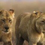 SABANAS  | Los reinos de los depredadores de África | (Leones , hienas, búfalos, Ñus, cocodrilos)