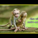 Una vida entre monos🐒🤠🐒 | Documental de animales (Macacos de Sri lanka)
