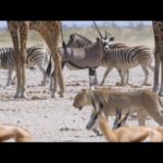 🦒🐆 EL SALVAJE SUR 🦒🐆 | ANIMALES DE ÁFRICA (Leones, jirafas, cebras, elefantes…) | Documental HD