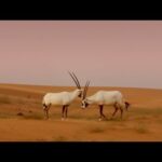 INFIERNO ARÁBIGO #2 🐫 | Vida y muerte en las dunas | Oryx , gato del desierto, zorro de arena..