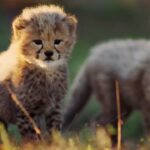 NACIDO PARA SER SALVAJE: #2 | Usana, la cría de guepardo 🐆 | DOCUMENTAL HD | Sabana de Sudáfrica