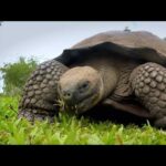 ANIMALES AL NATURAL #8 | 🐢 TORTUGAS 🐢 | Tortuga gigante de las Galápagos, Tortuga Laud, Tortuga boba