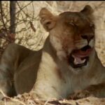 LEONES DEL KALAHARI | Documental de fauna salvaje del Sur de Africa