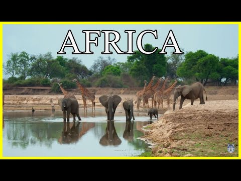 ZAMBIA INDOMITA: El bucle de la acacia | Documental HD de fauna salvaje de la sabana Africana
