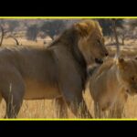 SUDAFRICA: El reino de los colores | Documental HD | Animales salvajes de la sabana Africana | Leon
