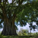 La genialidad de los árboles 🌳🌳🌳 | Documental HD