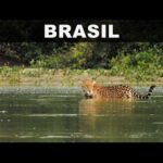 🌾🐆🌾 EL PANTANAL DE BRASIL 🌾🐊🌾 El oasis de color esmeralda |  (Jaguar, Caimán yacaré, capibaras…)