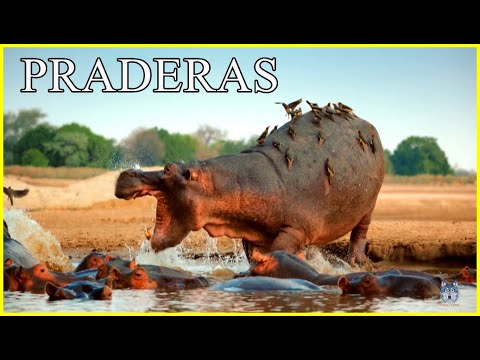 PRADERAS DE AFRICA | 24 Horas Salvajes | Documental de animales HD | Hipopótamos, leones, suricatos