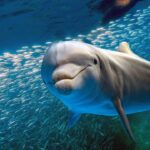 La dinastía del delfín 🐬🐬🐬 | DOCUMENTAL HD  | Fauna marina