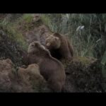 LUCHADORES SALVAJES #2: La lucha por la familia | Documental de animales | Osos, lobos, zorros…