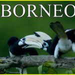 BORNEO: El edén ancestral de la Tierra 🌎 | Documental de animales HD | 🌴 Selvas tropicales 🌴